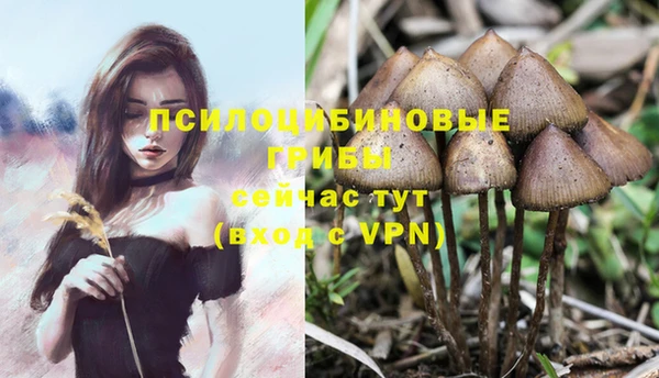 ПСИЛОЦИБИНОВЫЕ ГРИБЫ Инсар